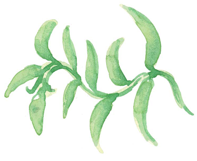 naturopathie-alimentation-saine-explication